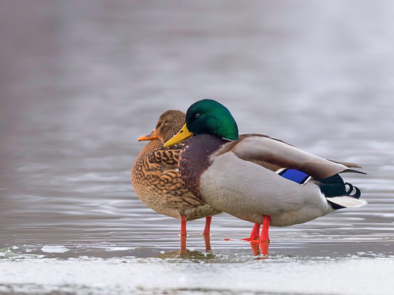 How Long Do Mallards Live? (Mallard Duck Lifespan) | Birdfact