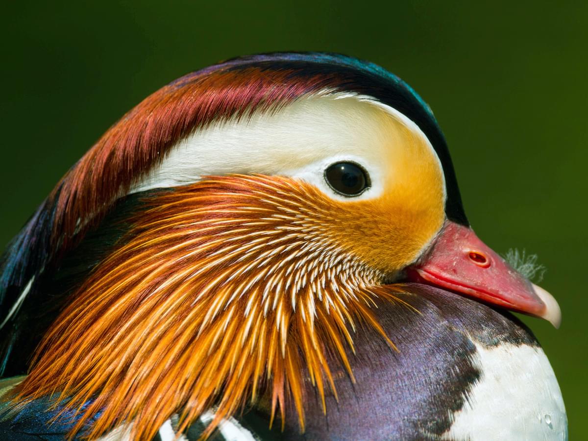 Mandarin Duck portrait