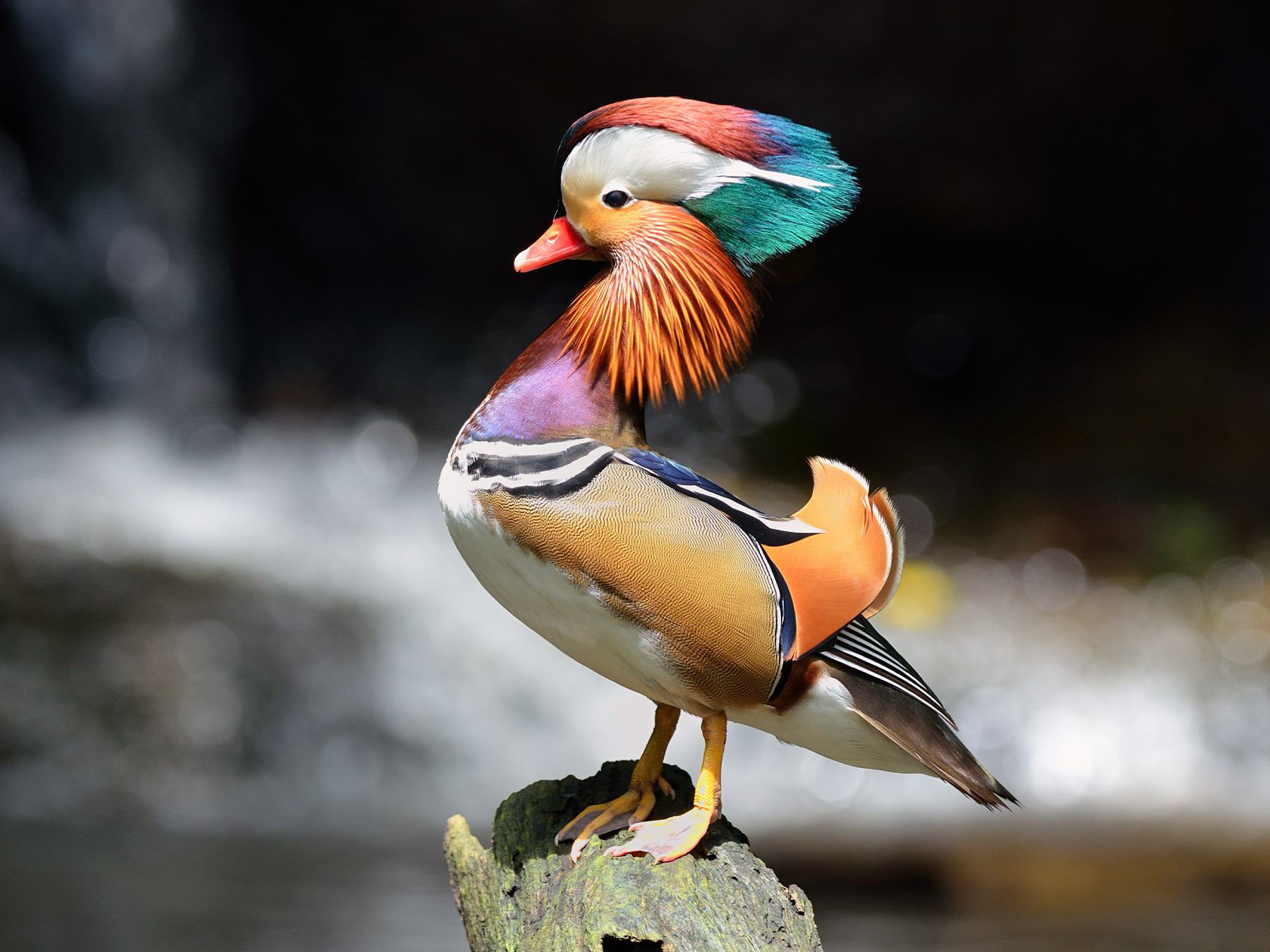 Mandarin Duck
