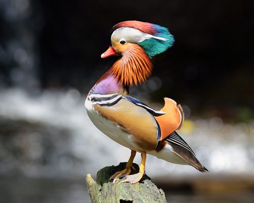 Mandarin Duck