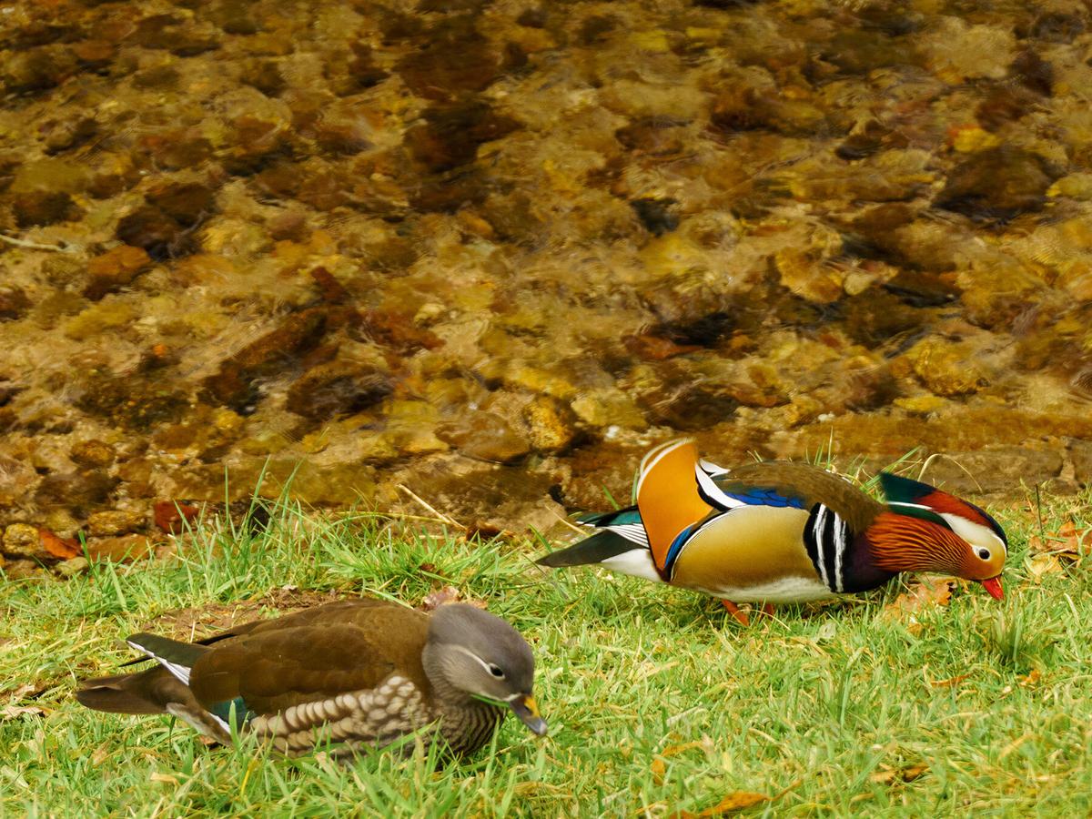 What Do Ducks Eat? (Complete Guide) | Birdfact