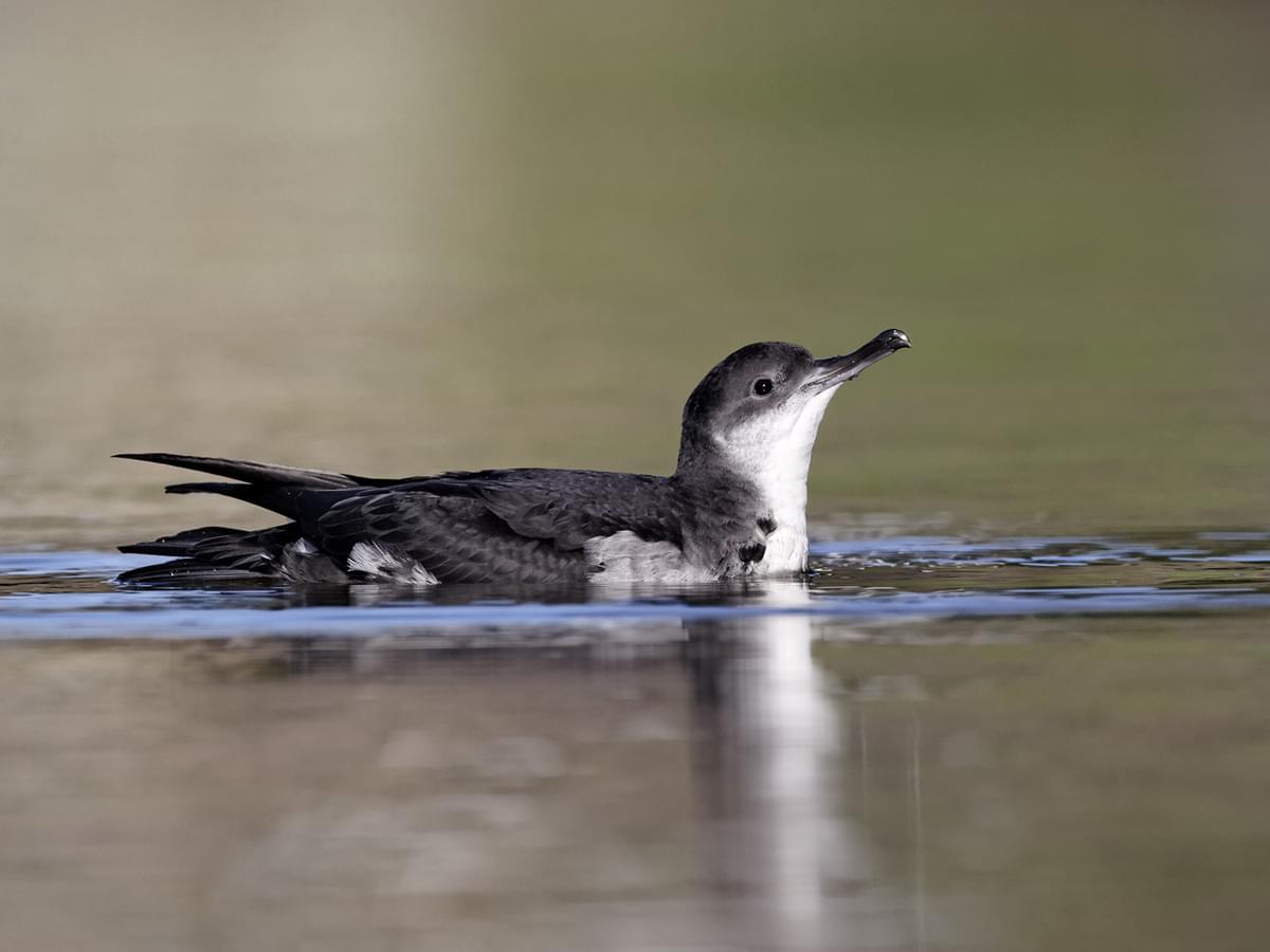 Manx Shearwater on the canal