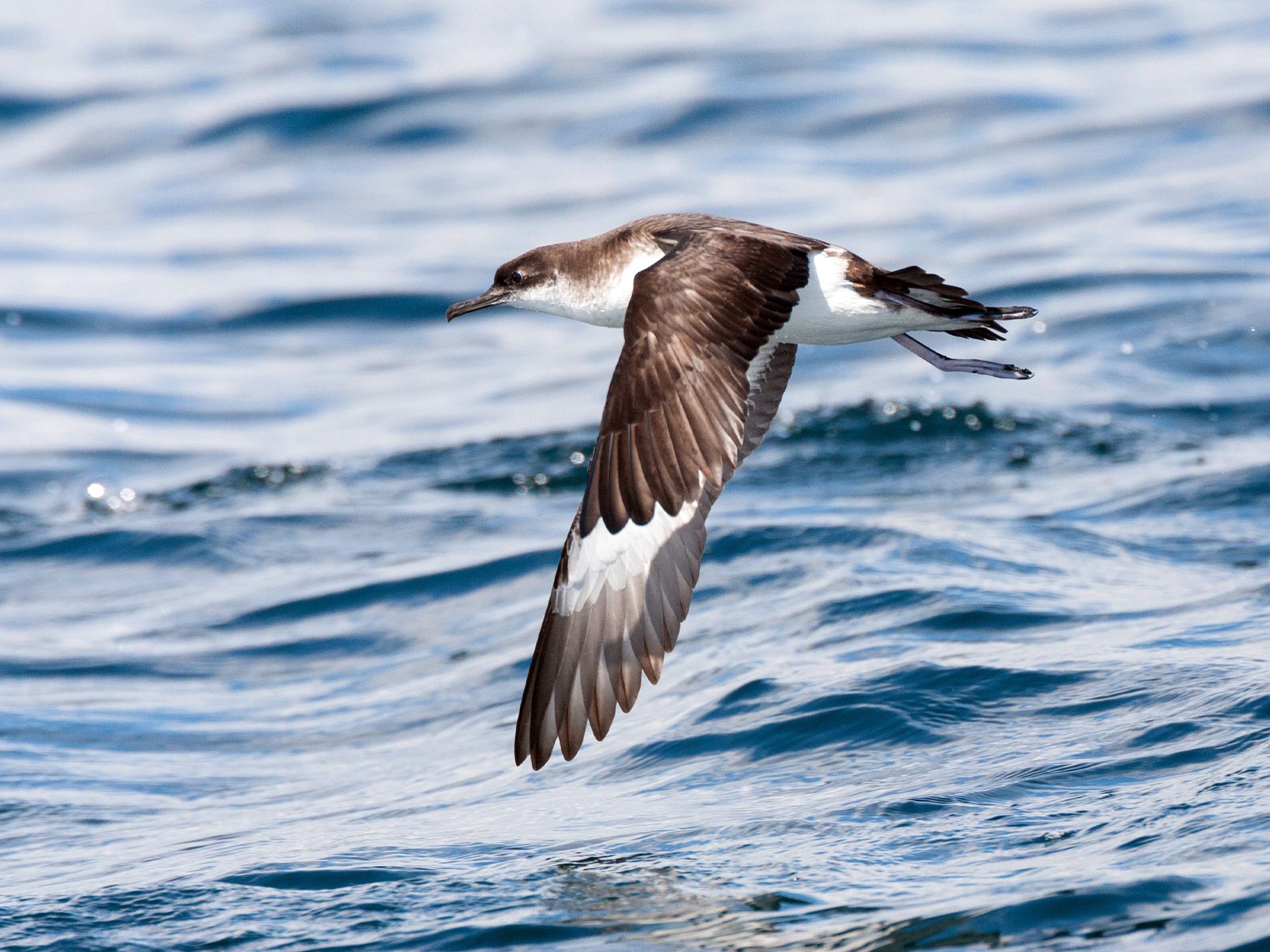 Manx Shearwater