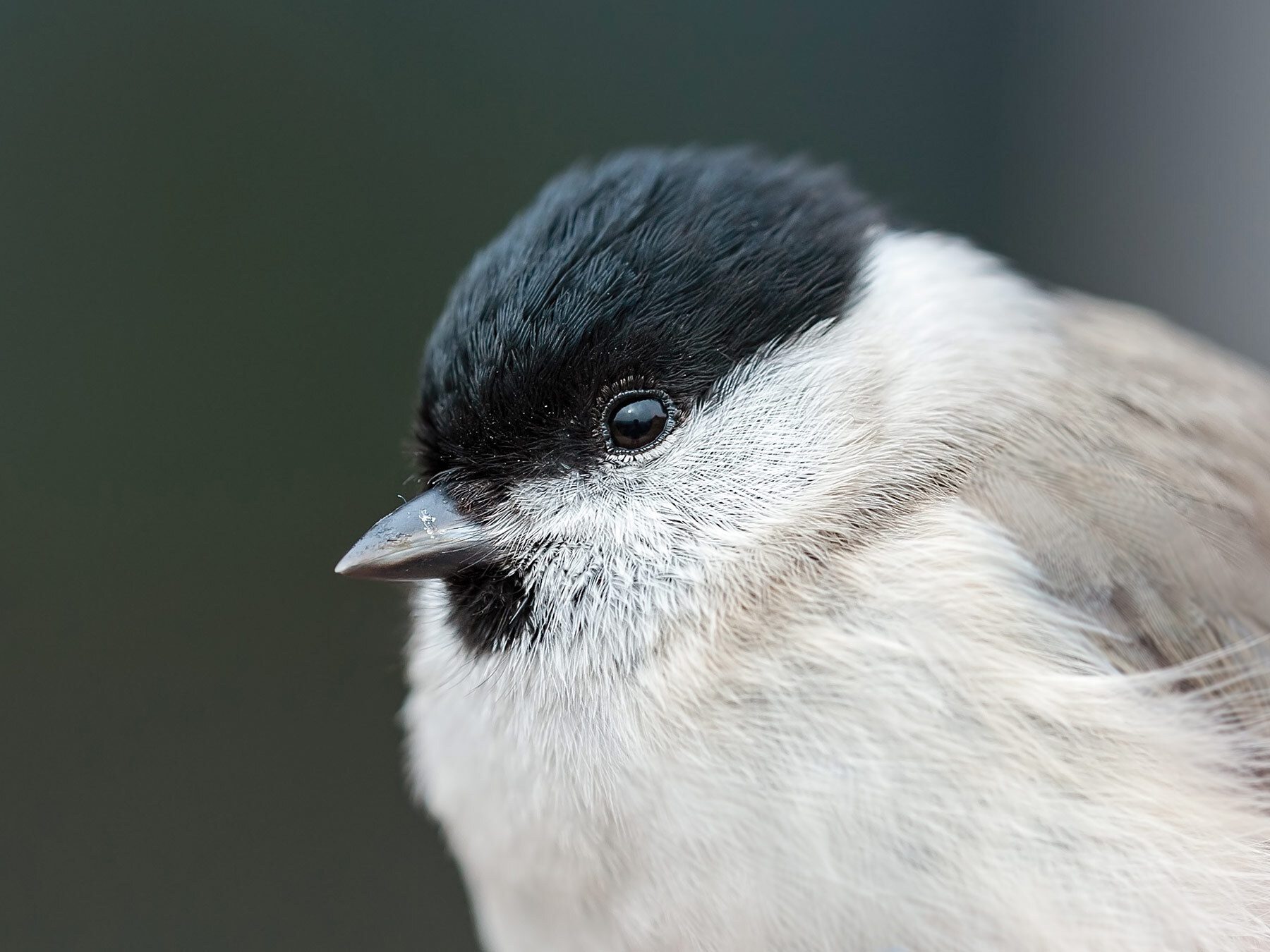 Marsh Tit