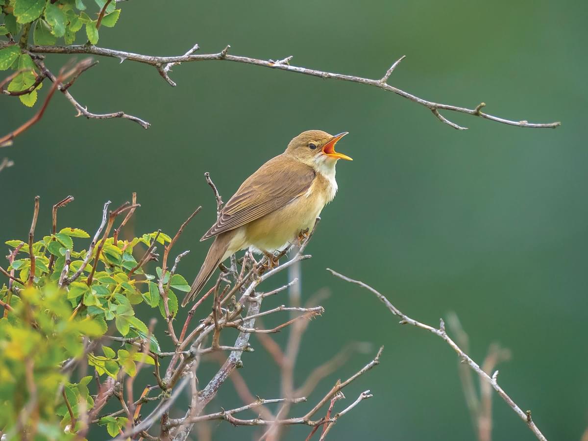 Marsh Warblers are a highly vocal bird species, and have a very distinctive call
