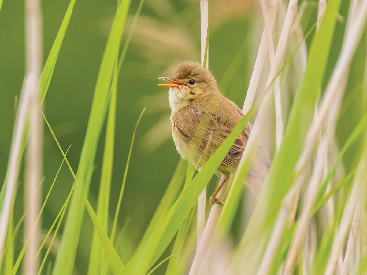 Marsh Warbler hidden in the long grass