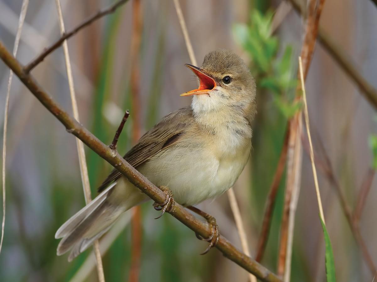 Marsh Warbler singing from a perch