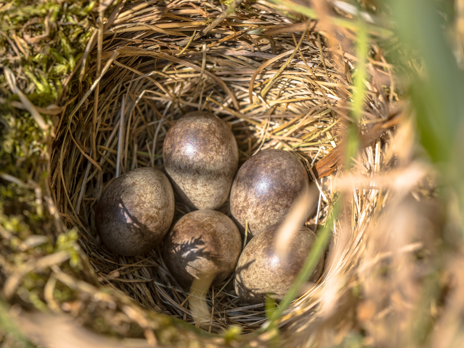 meadow-pipit-bird-facts-anthus-pratensis-birdfact