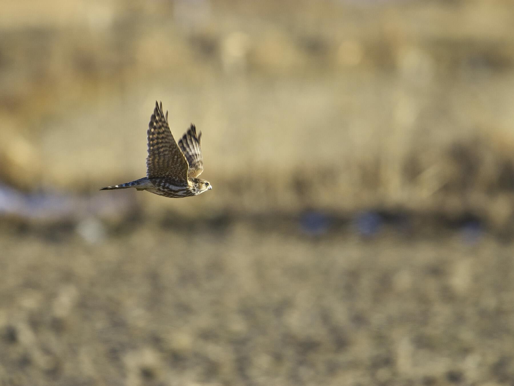 Merlin Bird Facts (Falco columbarius) | Birdfact