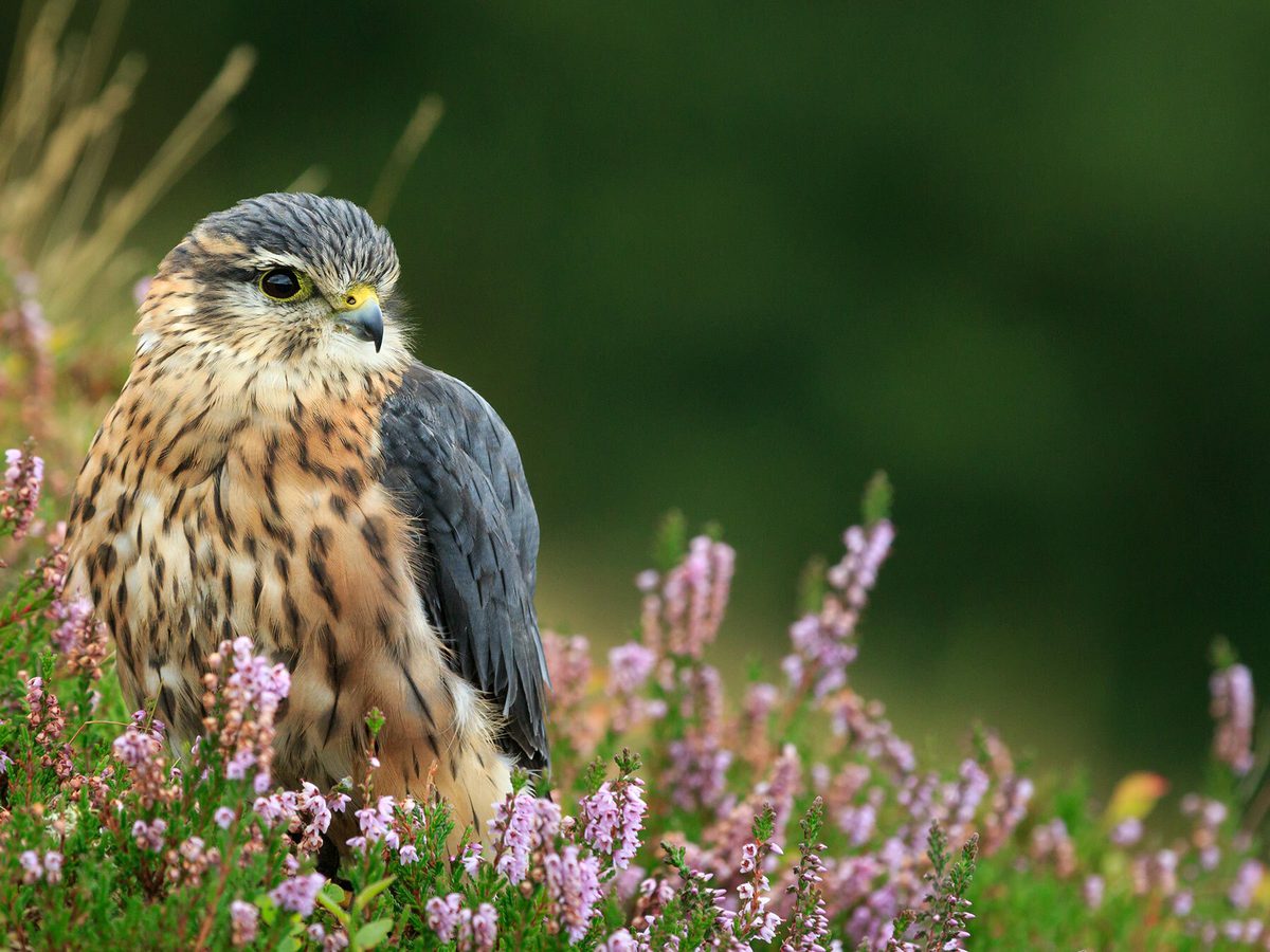 Merlin Bird Facts (Falco columbarius) | Birdfact