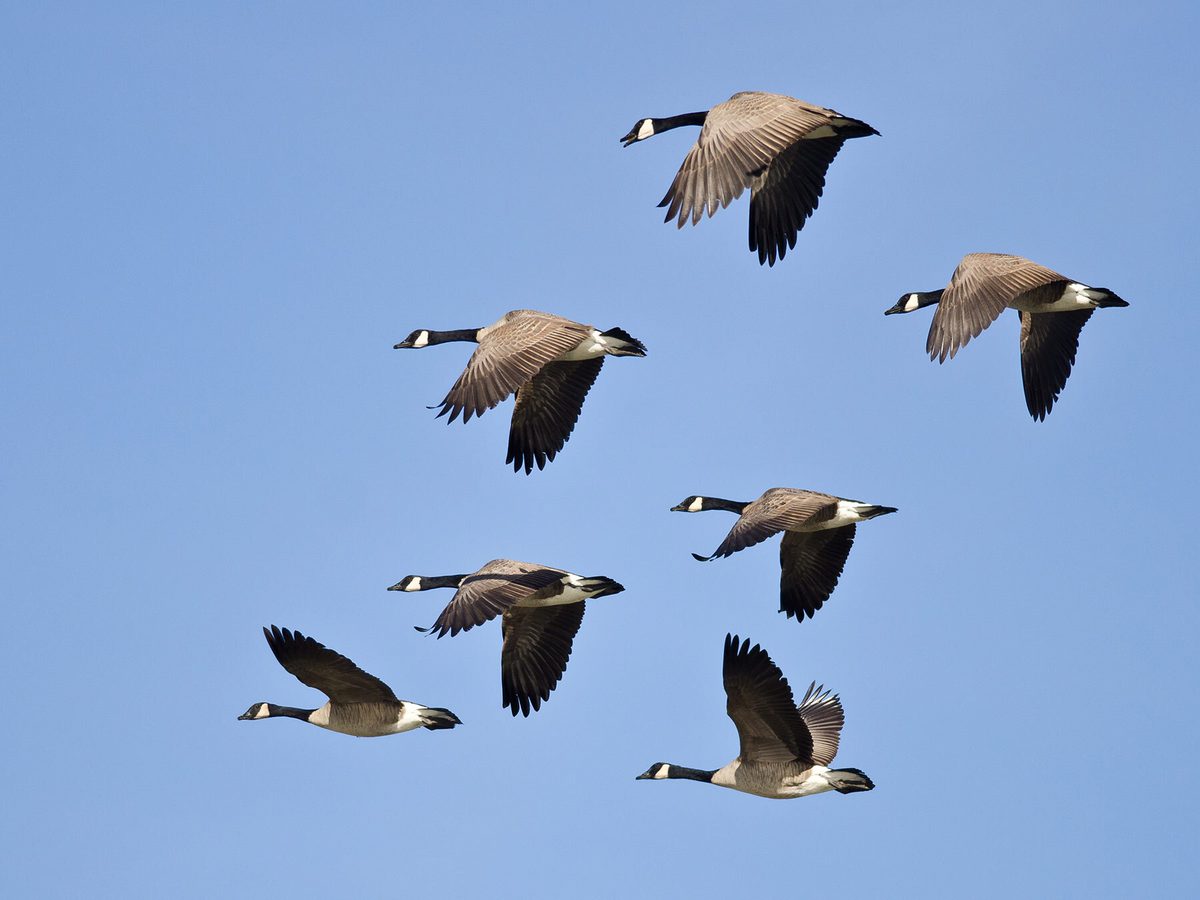 When Do Canada Geese Migrate From Uk