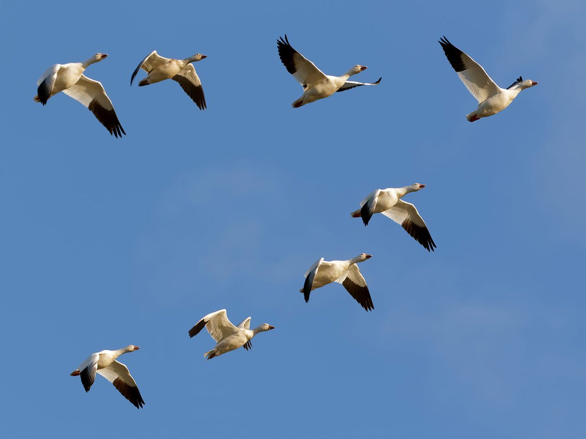 Collective Nouns for Geese: What’s the Official Terms? | Birdfact