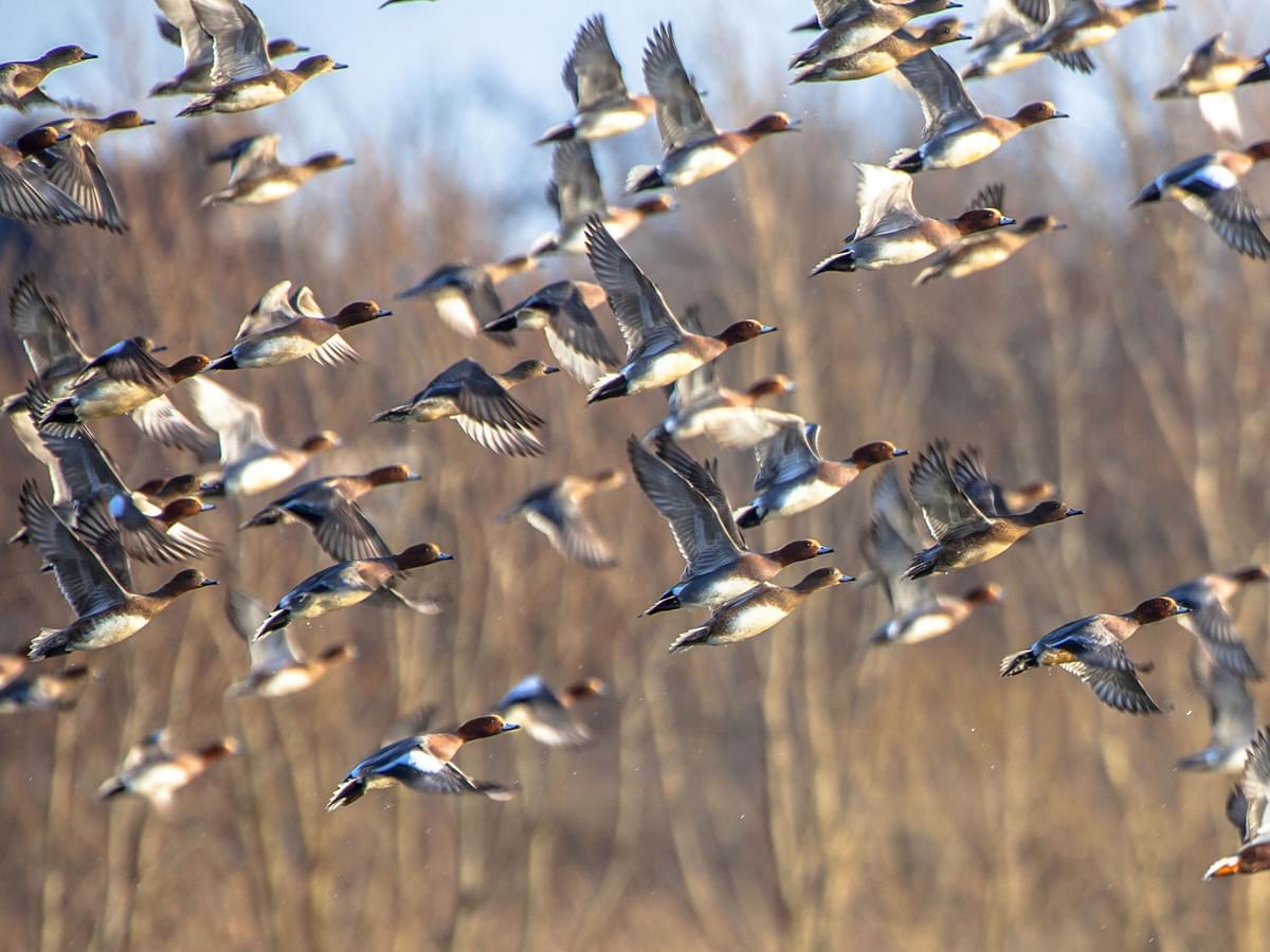 A large flock of migrating Wigeon