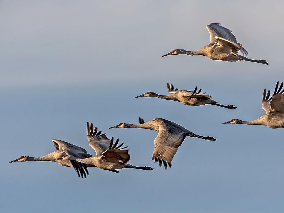 Migratory Birds and Sleep: How They Manage Long Journeys