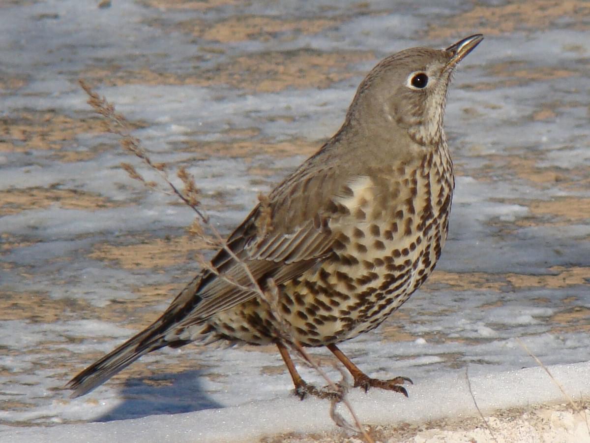 Mistle Thrush or Song Thrush: Spotting the Differences