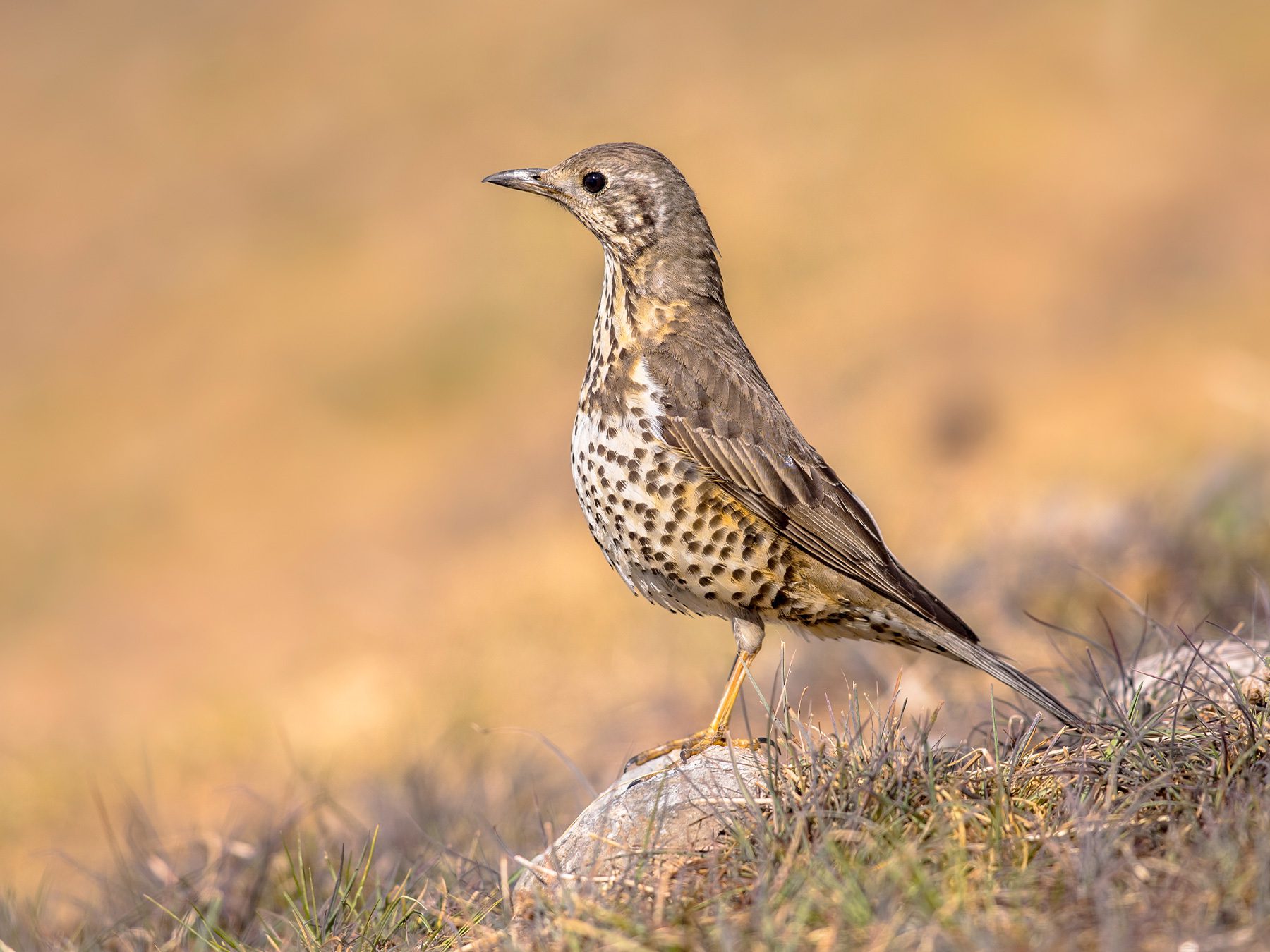 Mistle Thrush