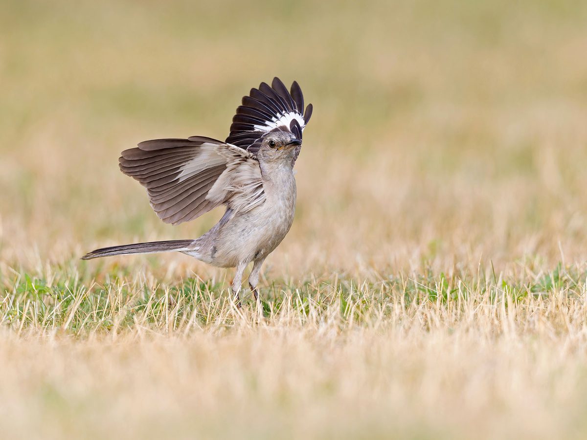 Female Mockingbirds (Male vs Female Identification Guide) | Birdfact
