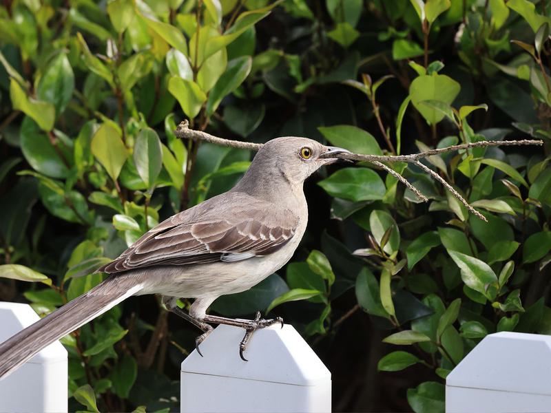 Northern Mockingbird Nesting (Behavior, Eggs, Location) | Birdfact