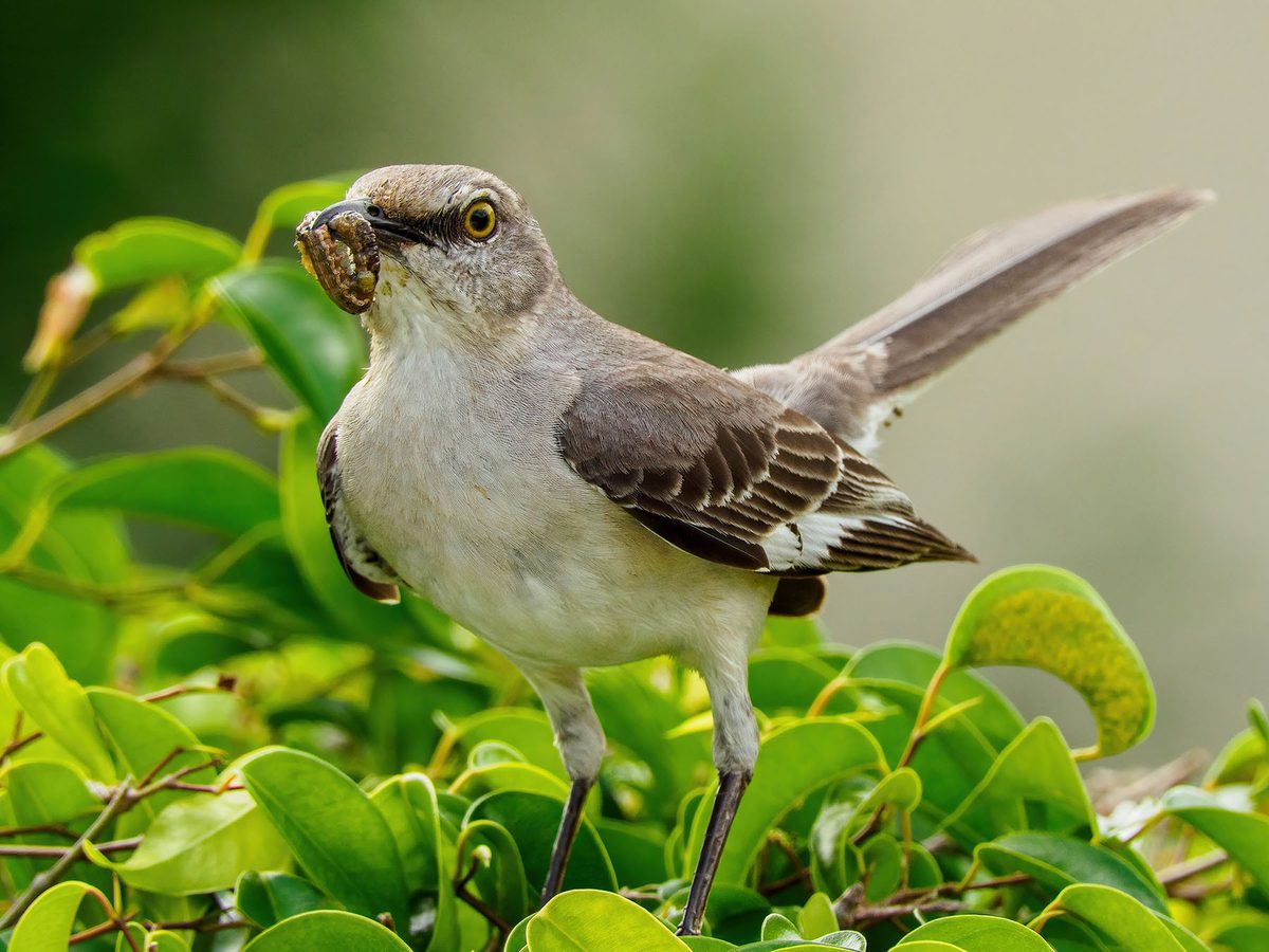 Female Mockingbirds (Male vs Female Identification Guide) | Birdfact