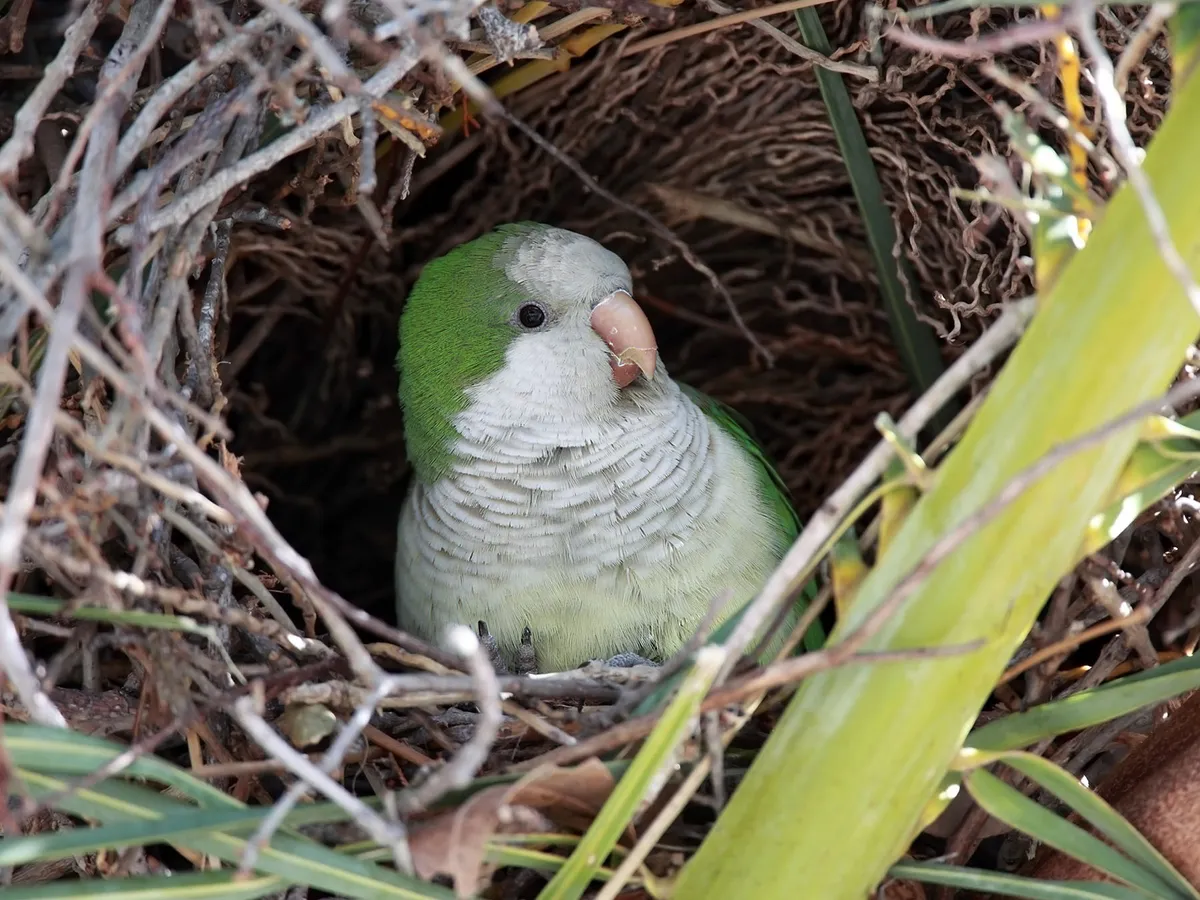 Monk Parakeet Nesting (Behavior, Eggs + Location)