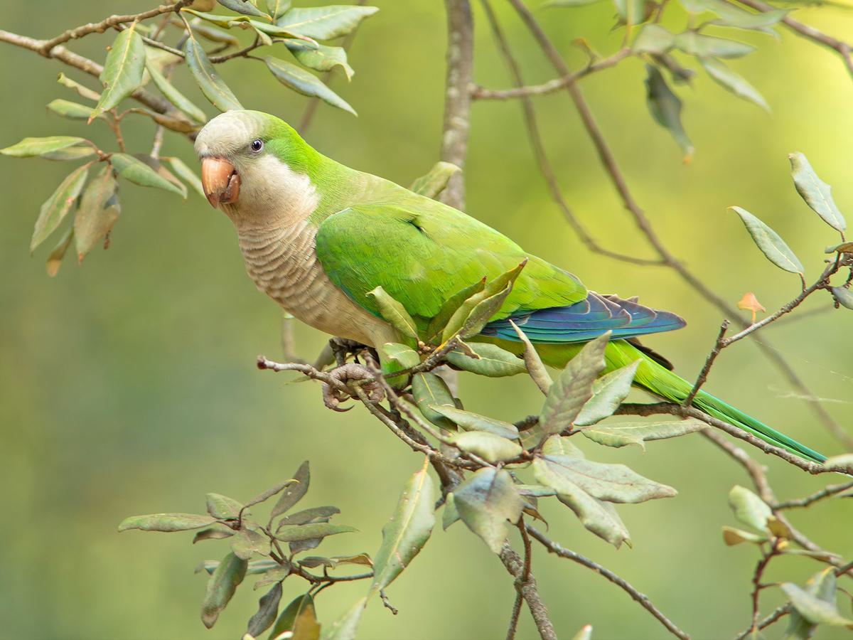 Monk Parakeet Bird Facts (Myiopsitta monachus) | Birdfact