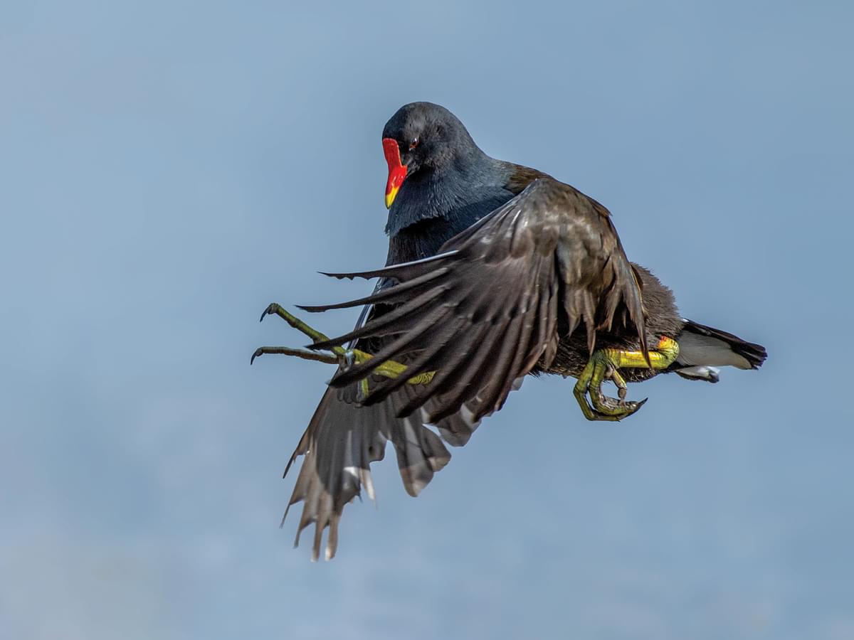 Moorhen in flight - they're not the most gracious in flight