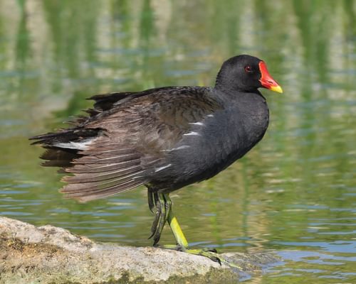 Moorhen