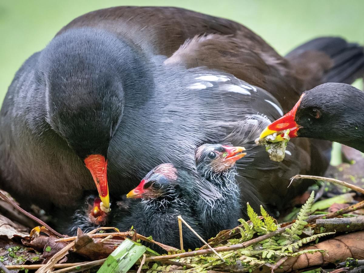 Breeding pair of Moorhens feeding their young chicks in the nest