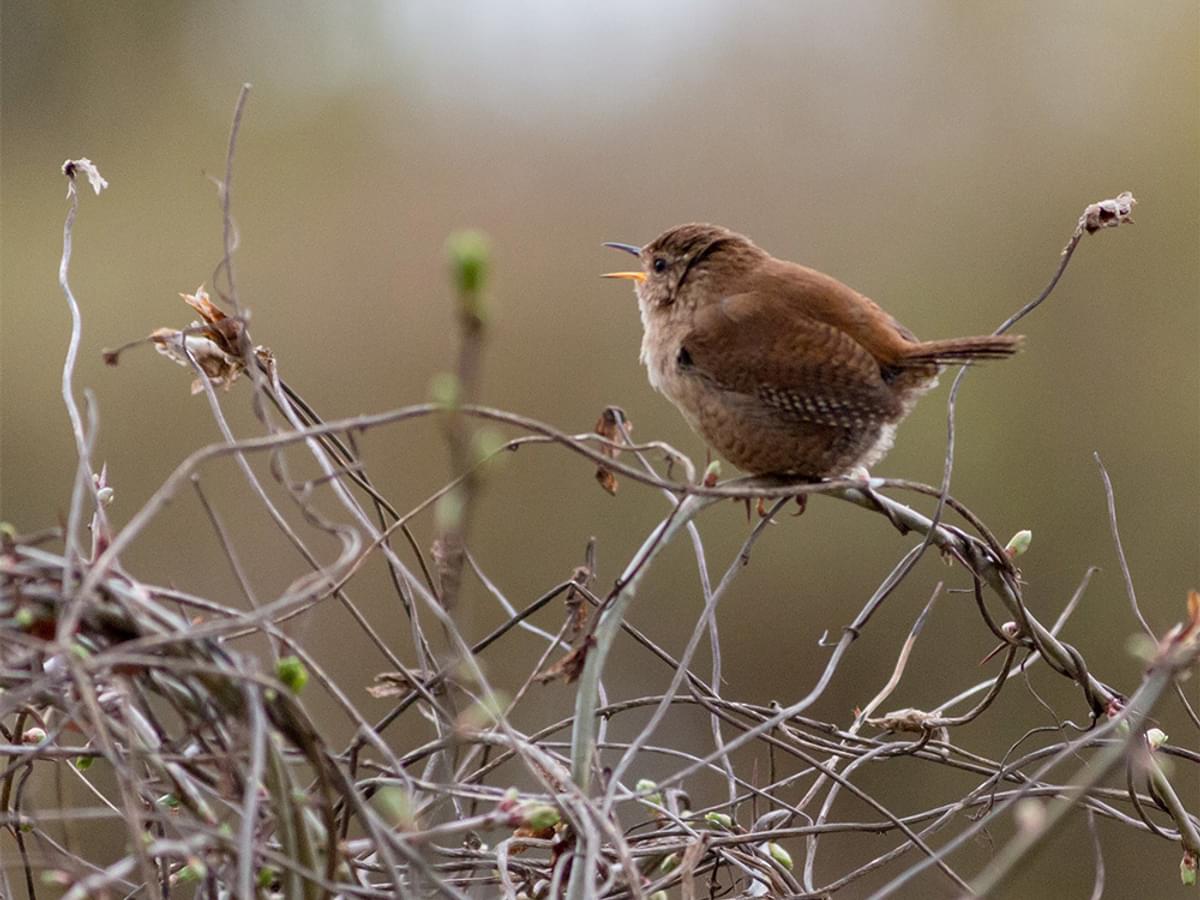 The most common bird in the UK
