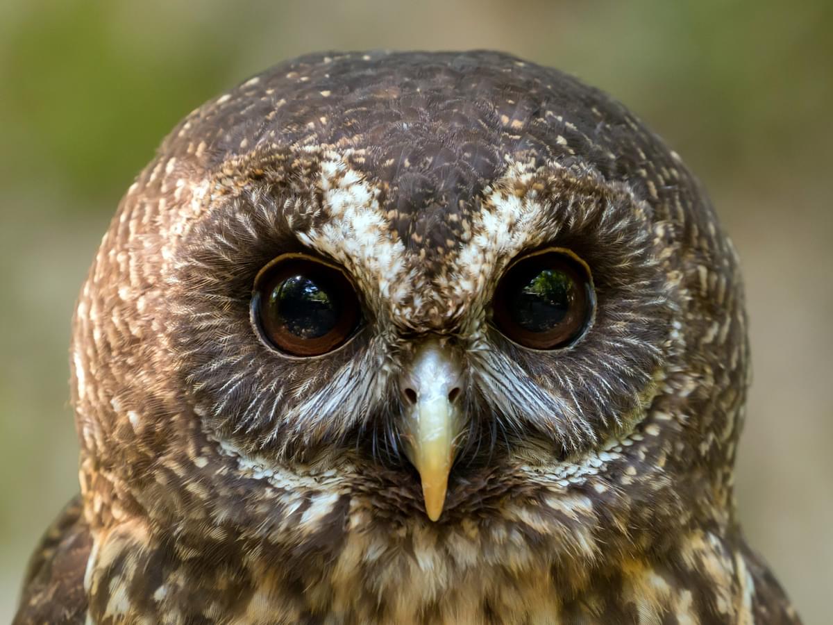 Portrait of a Mottled Owl