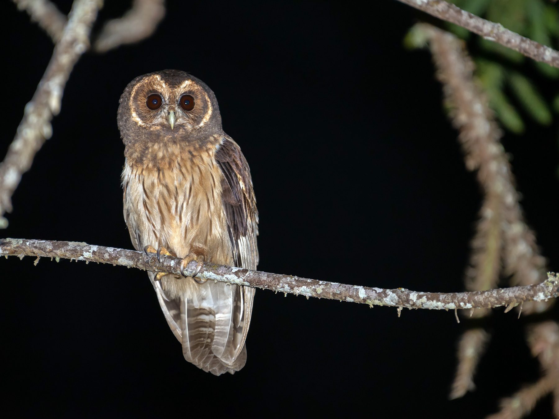 Mottled Owl