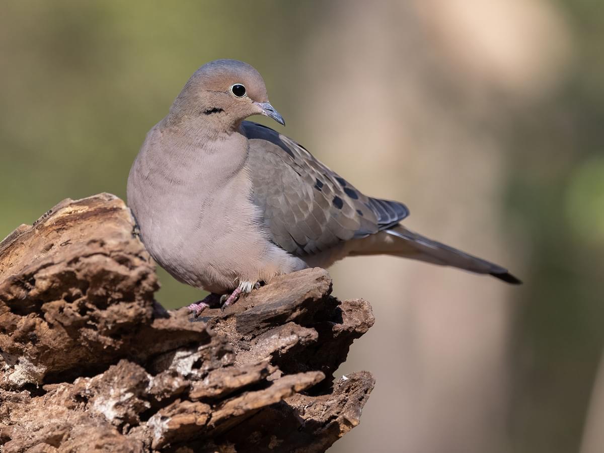 Close up of a perched Mourning Dove