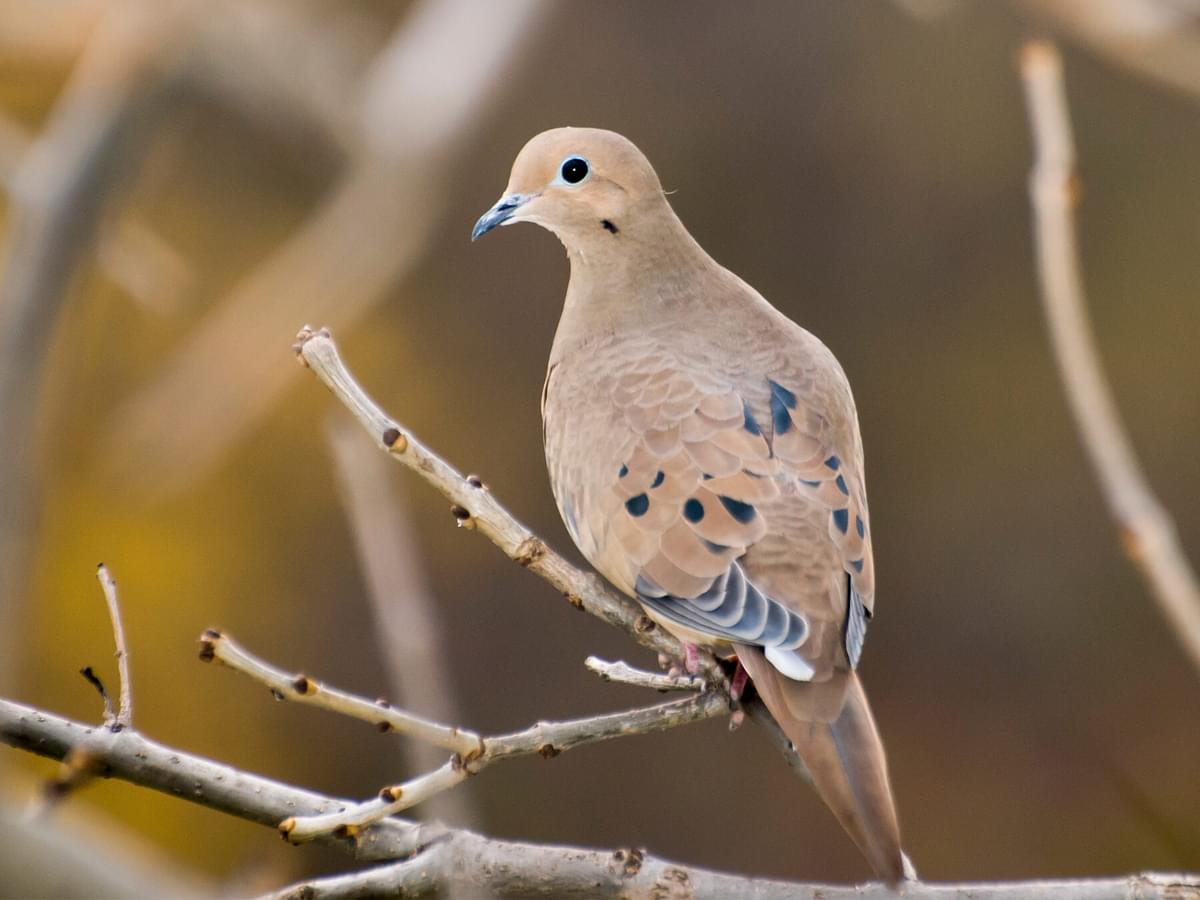 Mourning Dove Nesting (Behavior, Eggs, Location + FAQs)