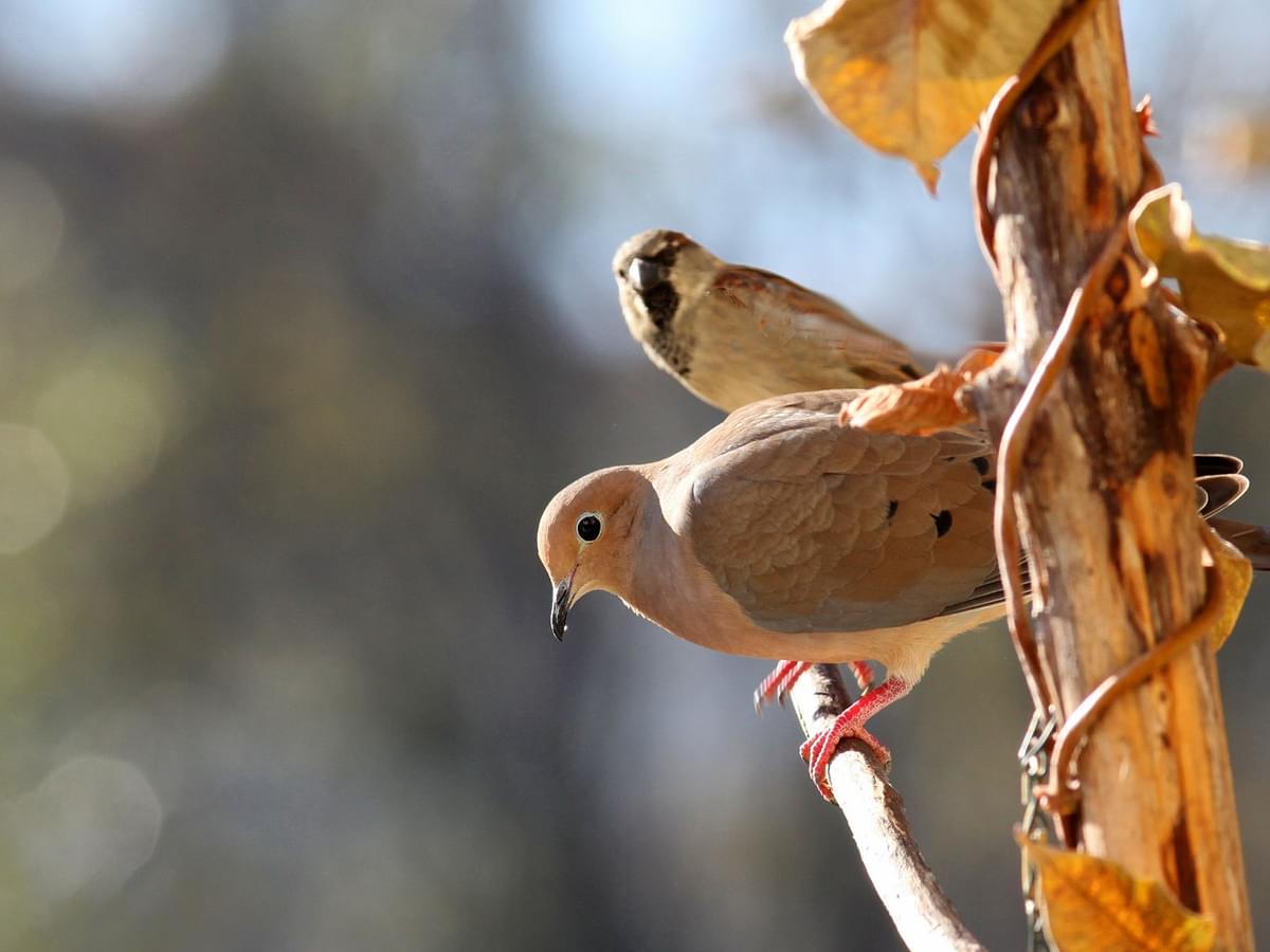 Mourning Dove perched on a vine, with a House Sparrow in the background