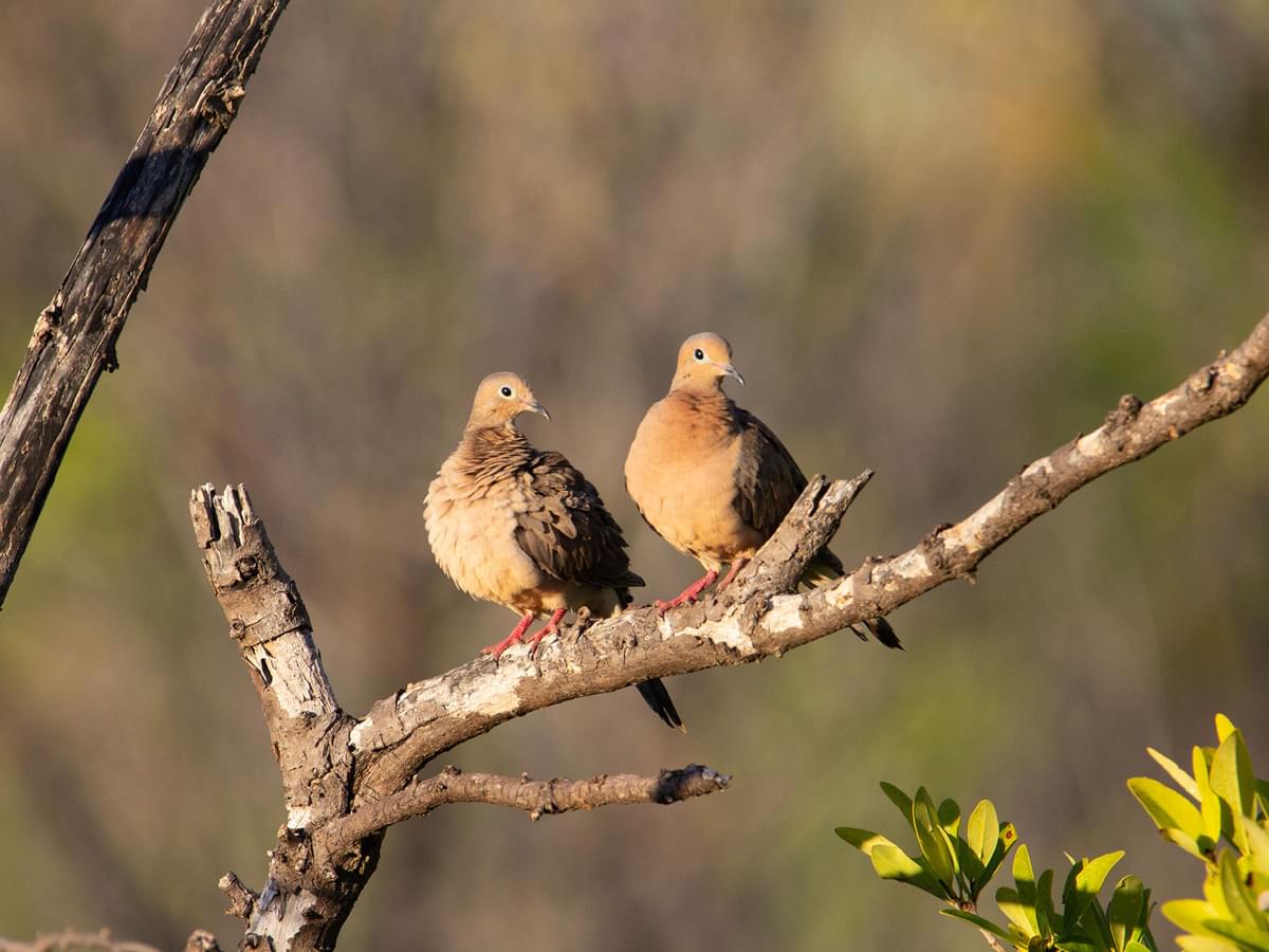 Pair of Mourning Doves perched in a tree