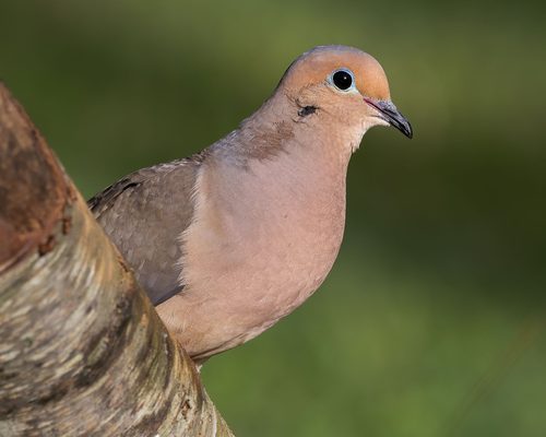 Mourning Dove