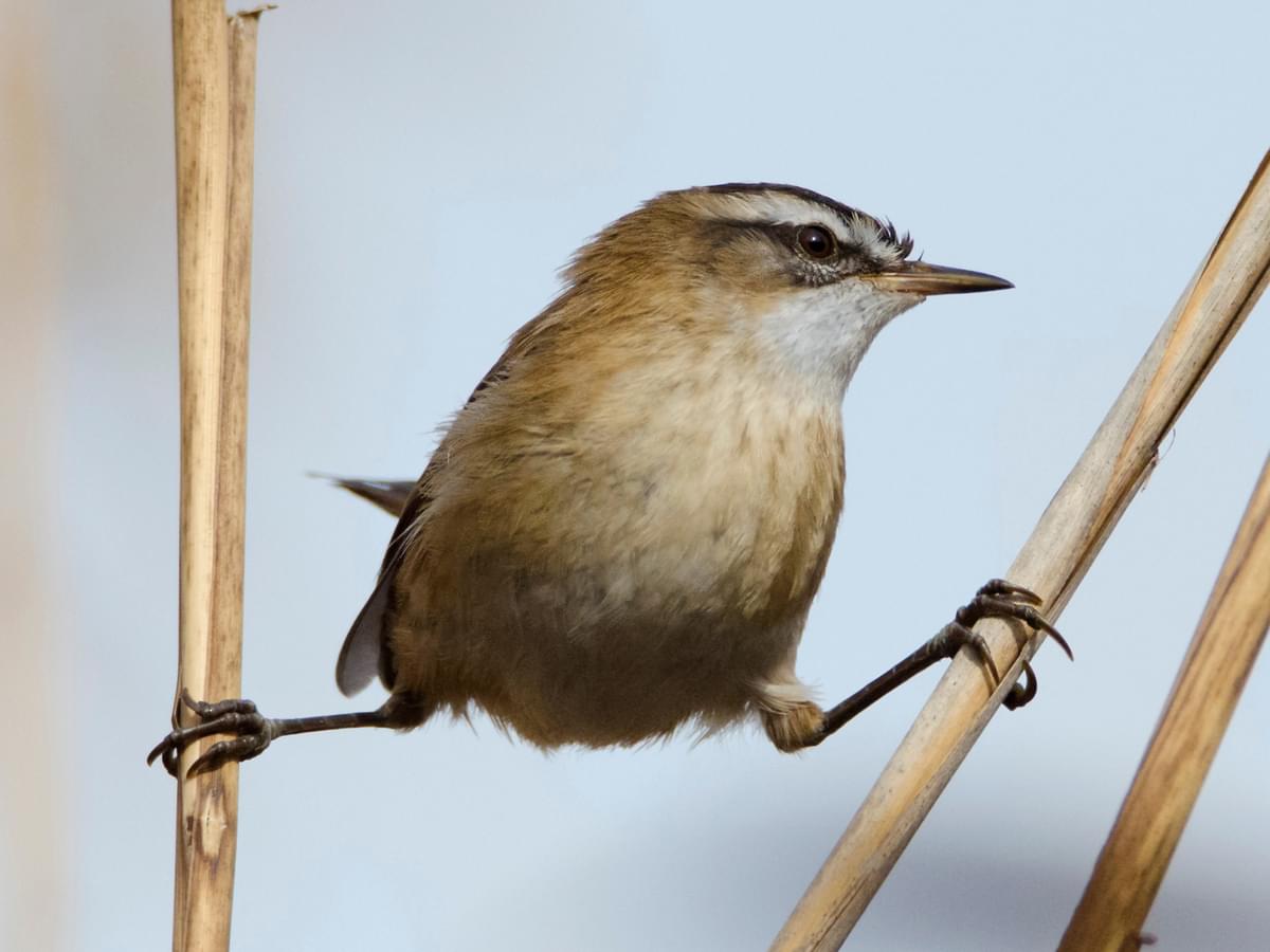 Moustached Warbler perching in between reeds
