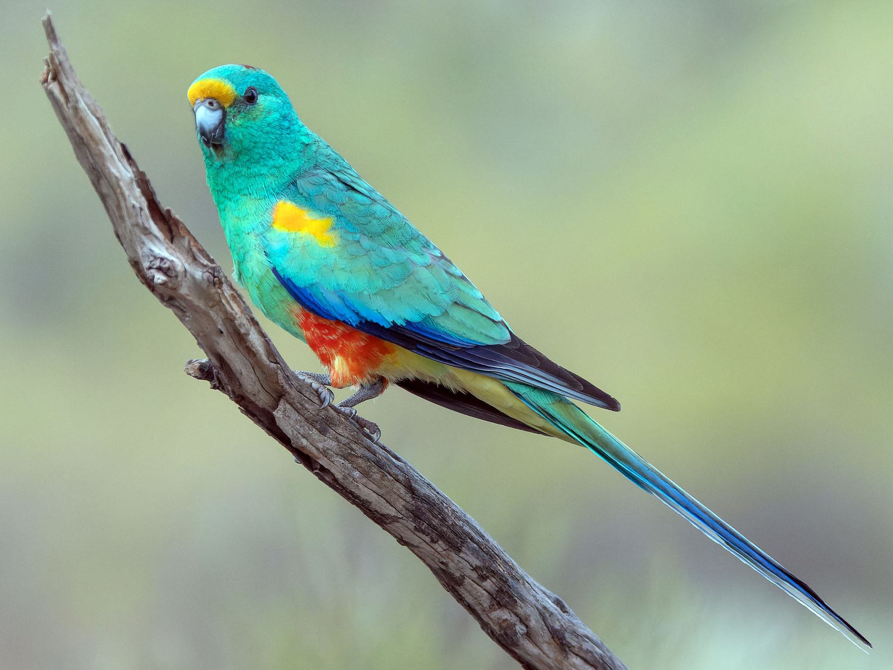 Mulga Parrot