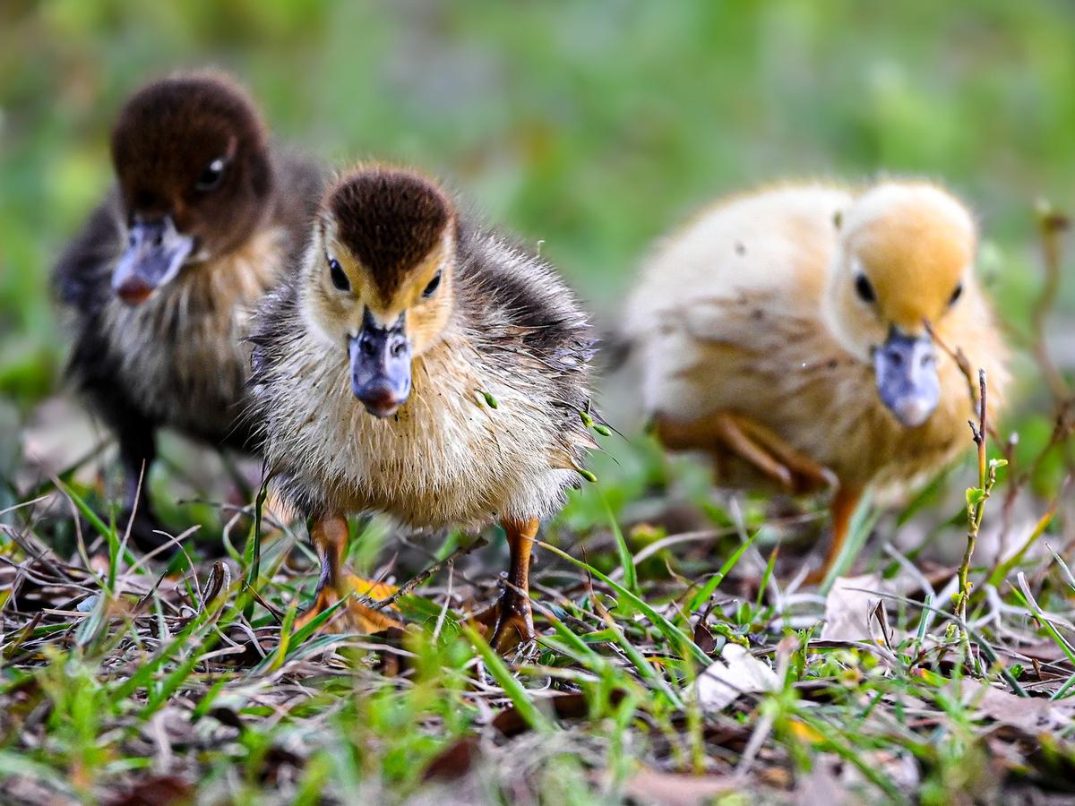 Muscovy Ducklings foraging to feed themselves