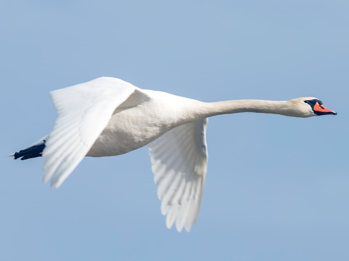 Mute Swan in-flight