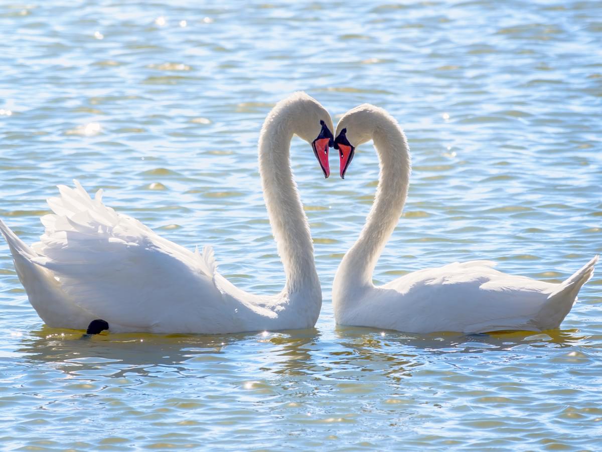 Pair of Mute Swans during the mating season