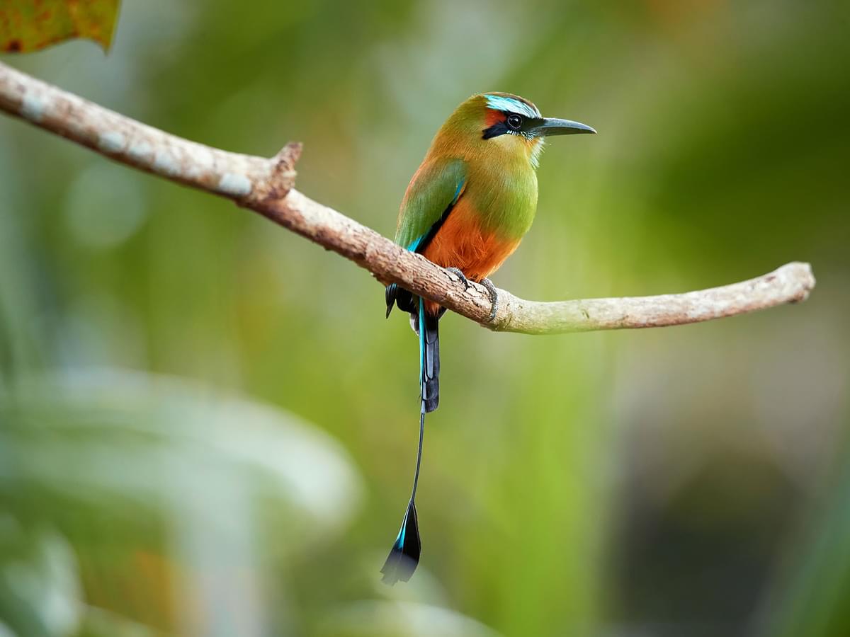 What Is The National Bird of El Salvador? (And Why?)