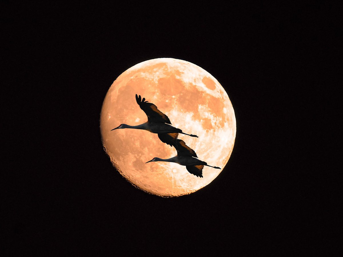 title: 'Navigational Techniques' and caption: 'birds flying in the sky with the moon'