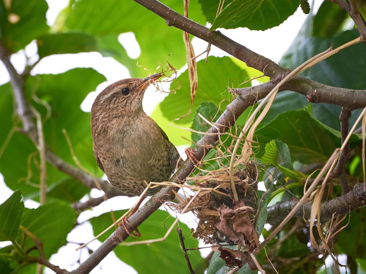 Wren building its nest on a branch