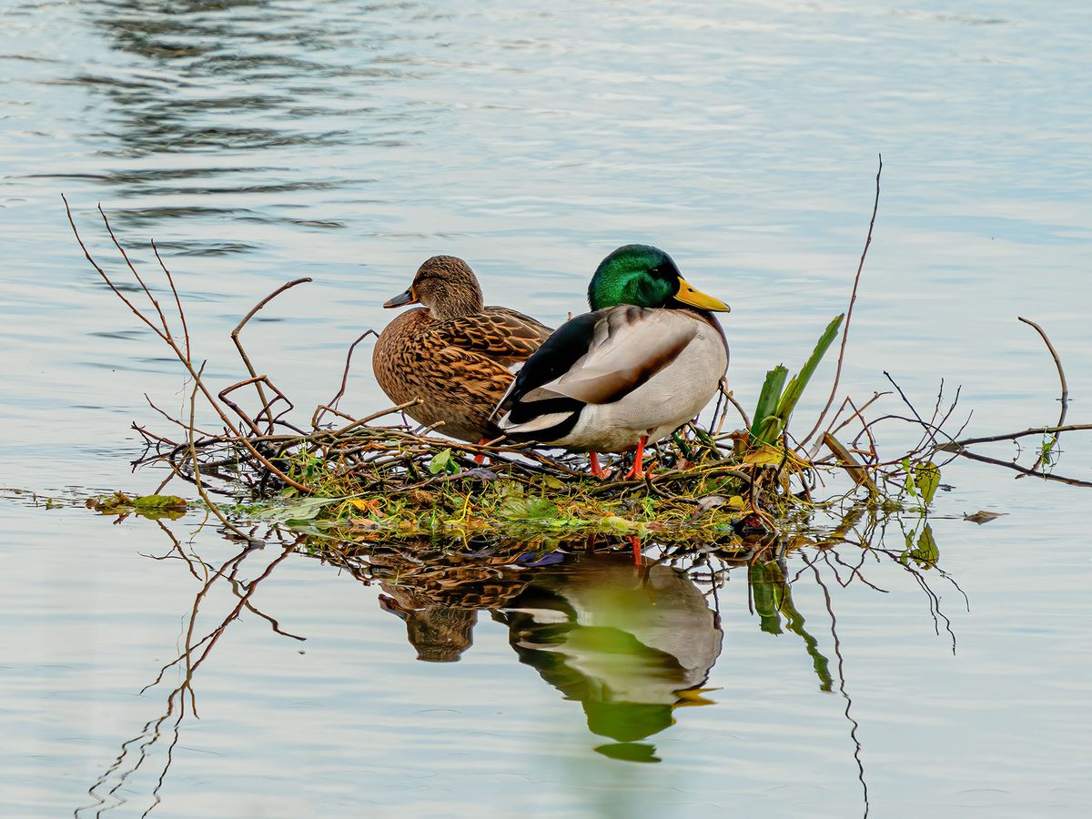 Mallard Nesting (Behavior, Eggs + Location) | Birdfact