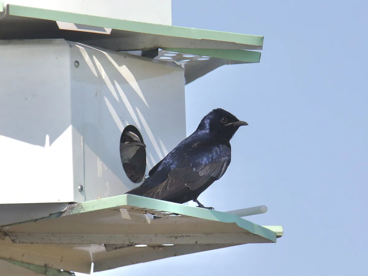 Purple Martin Migration A Complete Guide Birdfact
