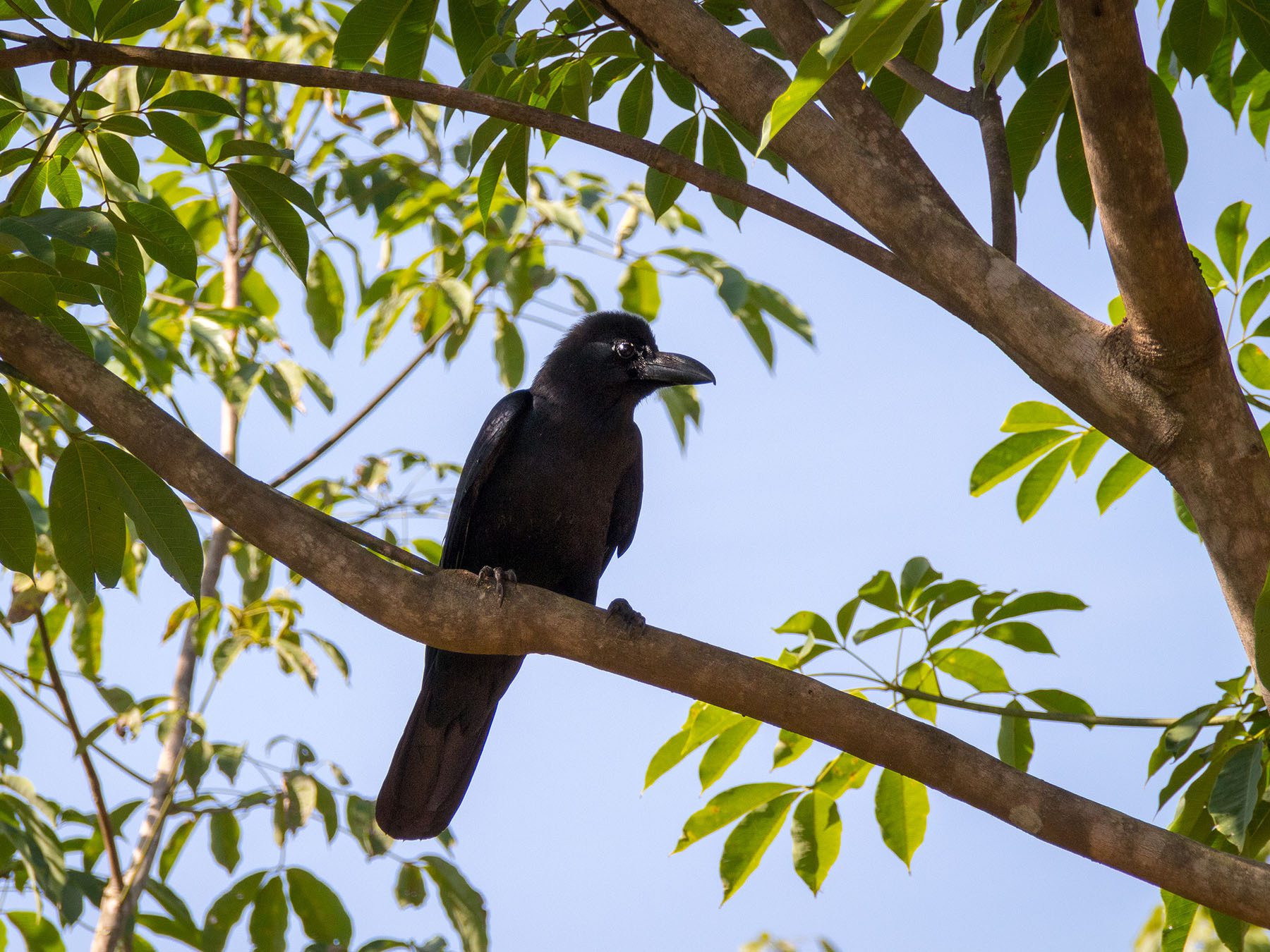 New Caledonian Crow