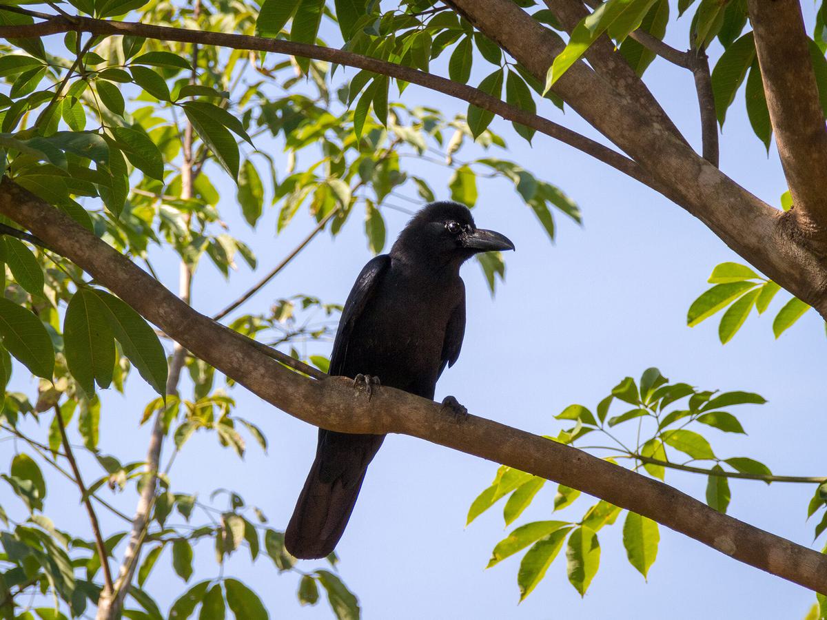 The most intelligent bird is probably the New Caledonian crow