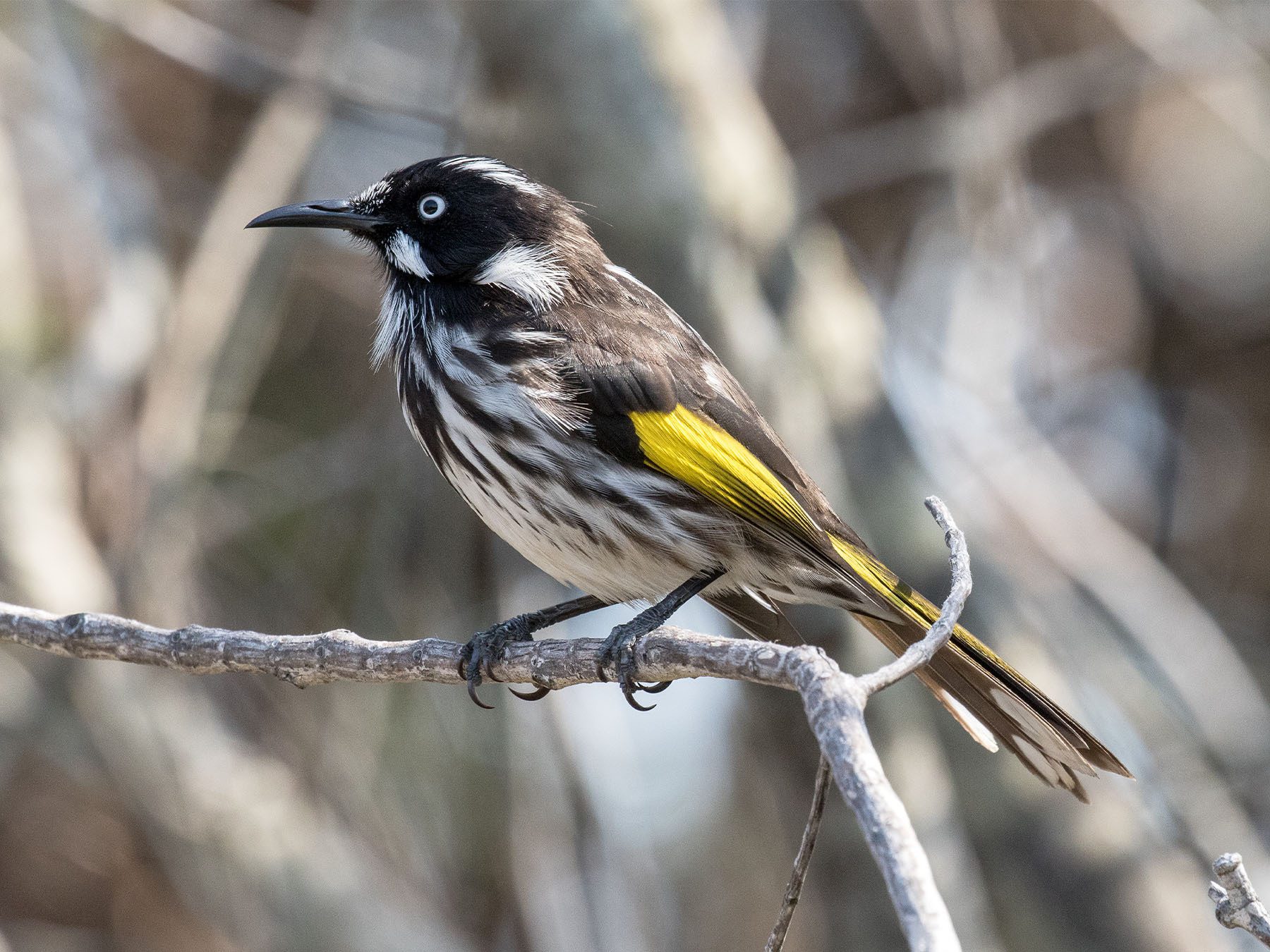 New Holland Honeyeater