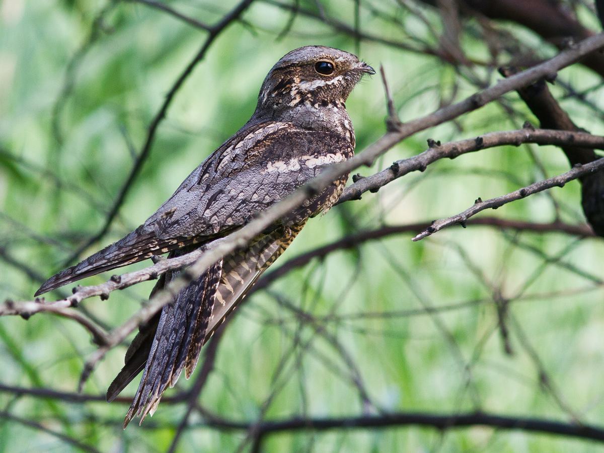 Nightjar Bird Facts (Caprimulgus europaeus) | Birdfact